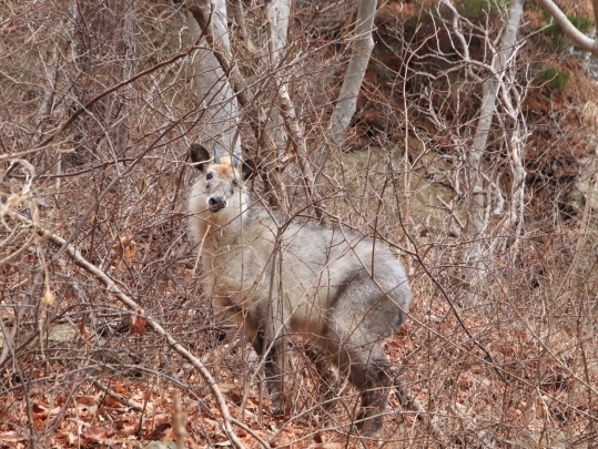藪の中に立っている冬毛のカモシカ