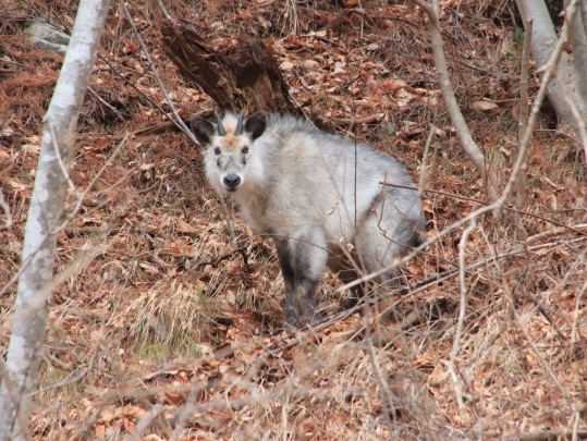 下から撮影した斜面で排泄するカモシカ