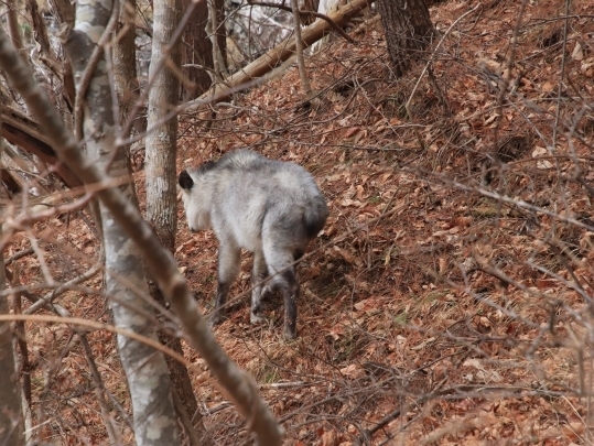 斜面を歩いていくカモシカ