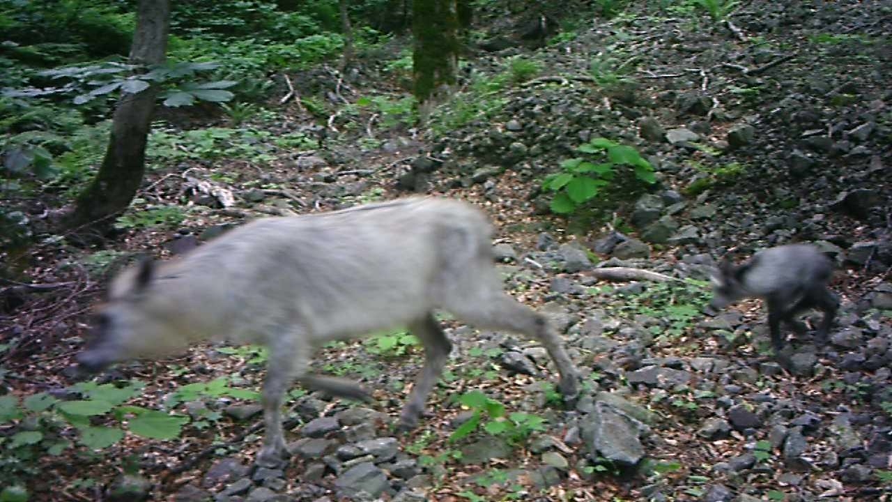 山の中で、足早にカメラの前を通り過ぎるニホンカモシカの親子