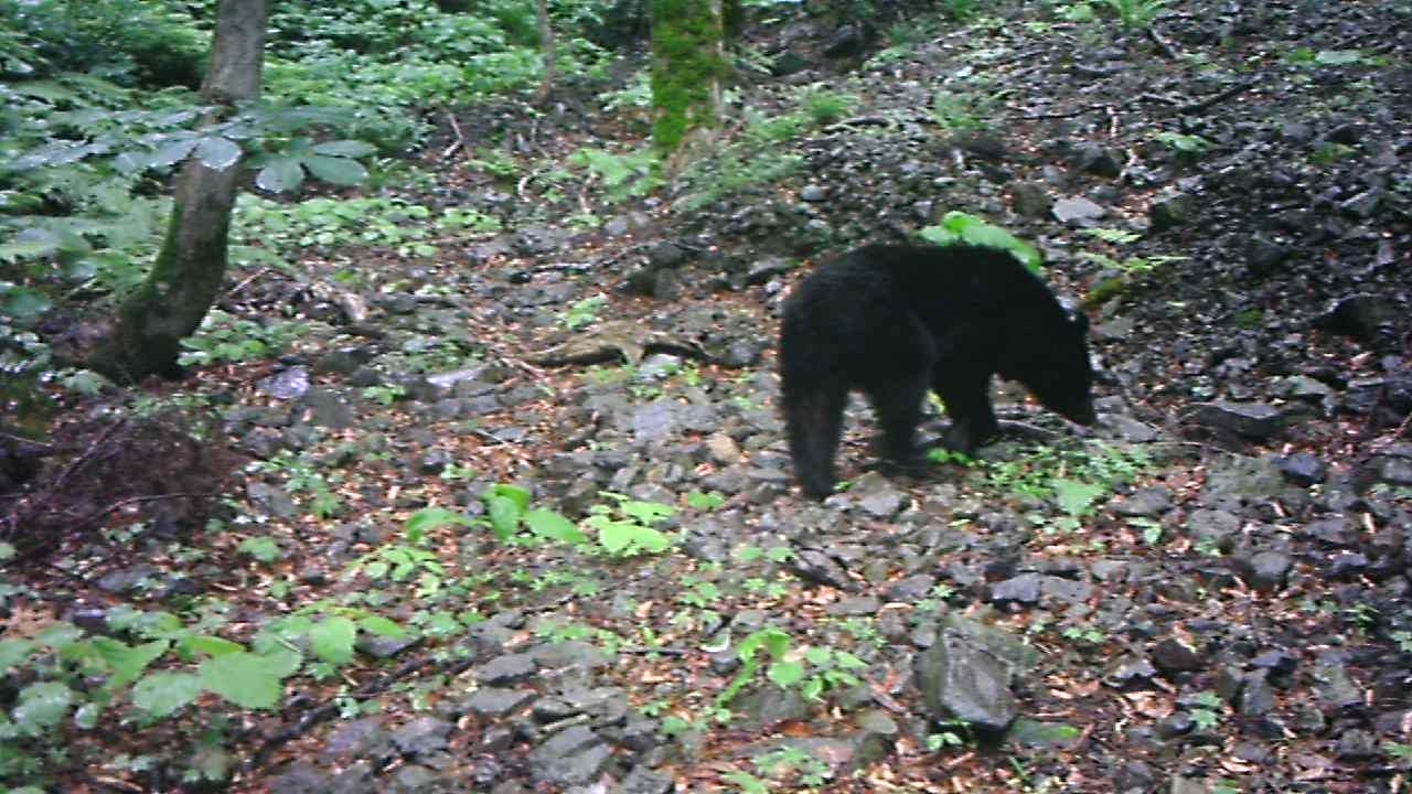 山の中で、カメラの前を通り過ぎる黒いツキノワグマ