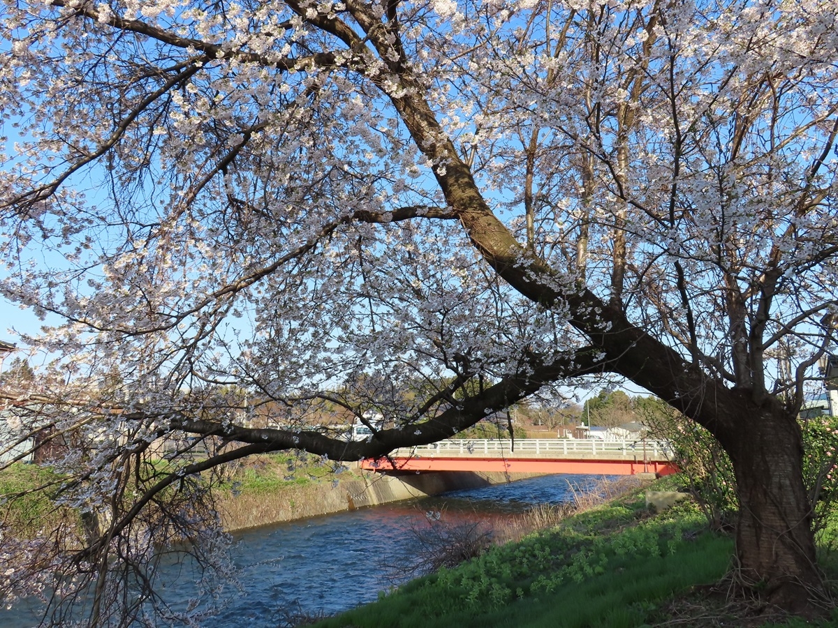 桜