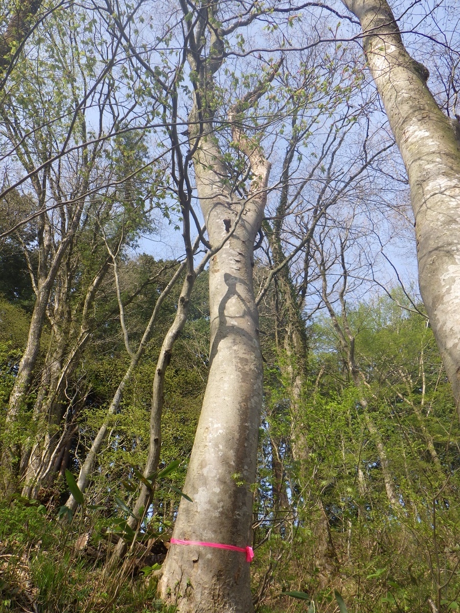 鷹ノ巣