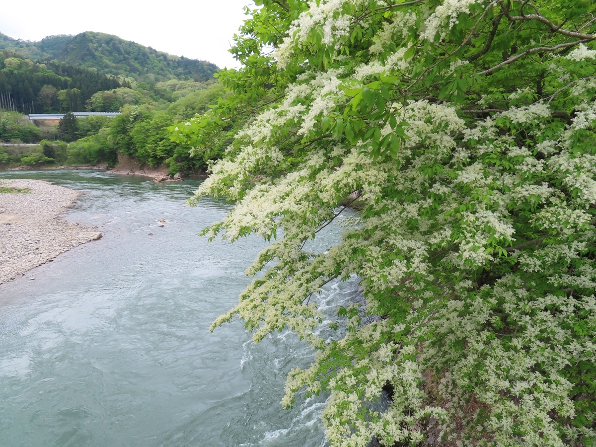 鷹ノ巣
