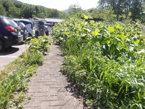 草