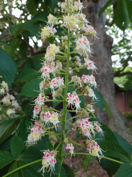＃トチの花。ほんのり甘い香りがします。
