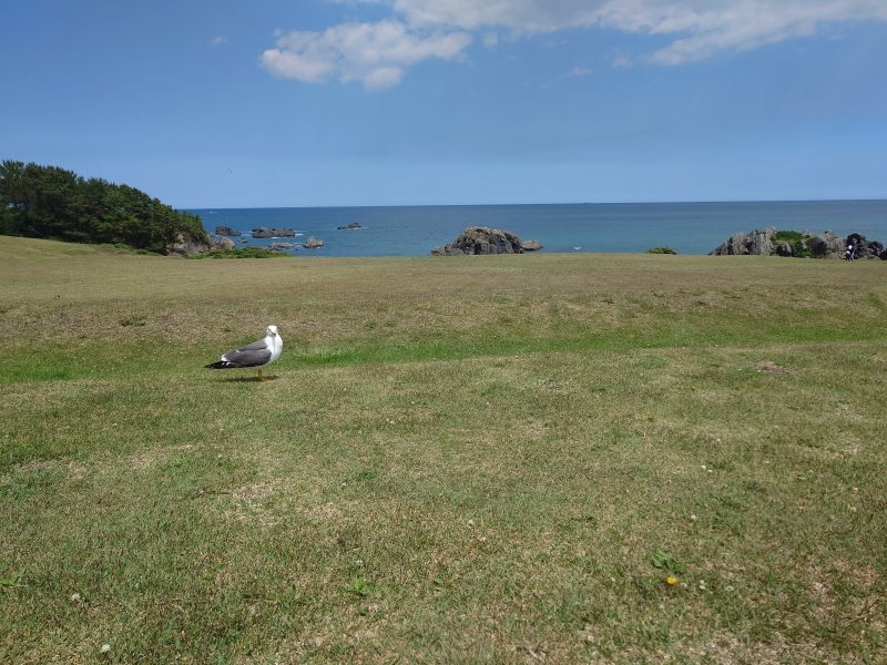 ＃種差天然芝生地にいるウミネコさん。独身でしょうか。