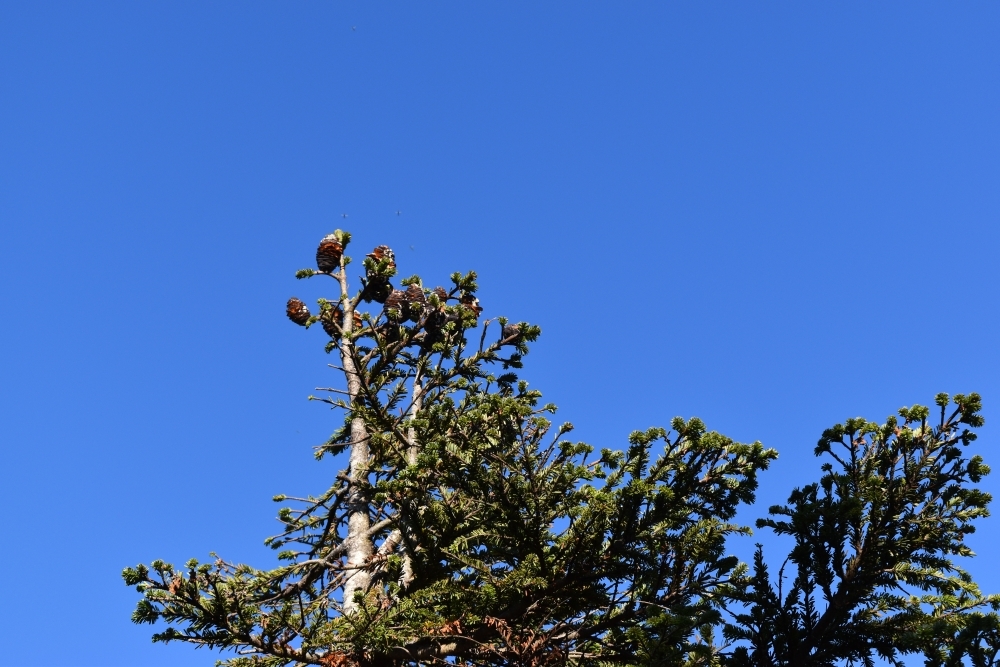 木