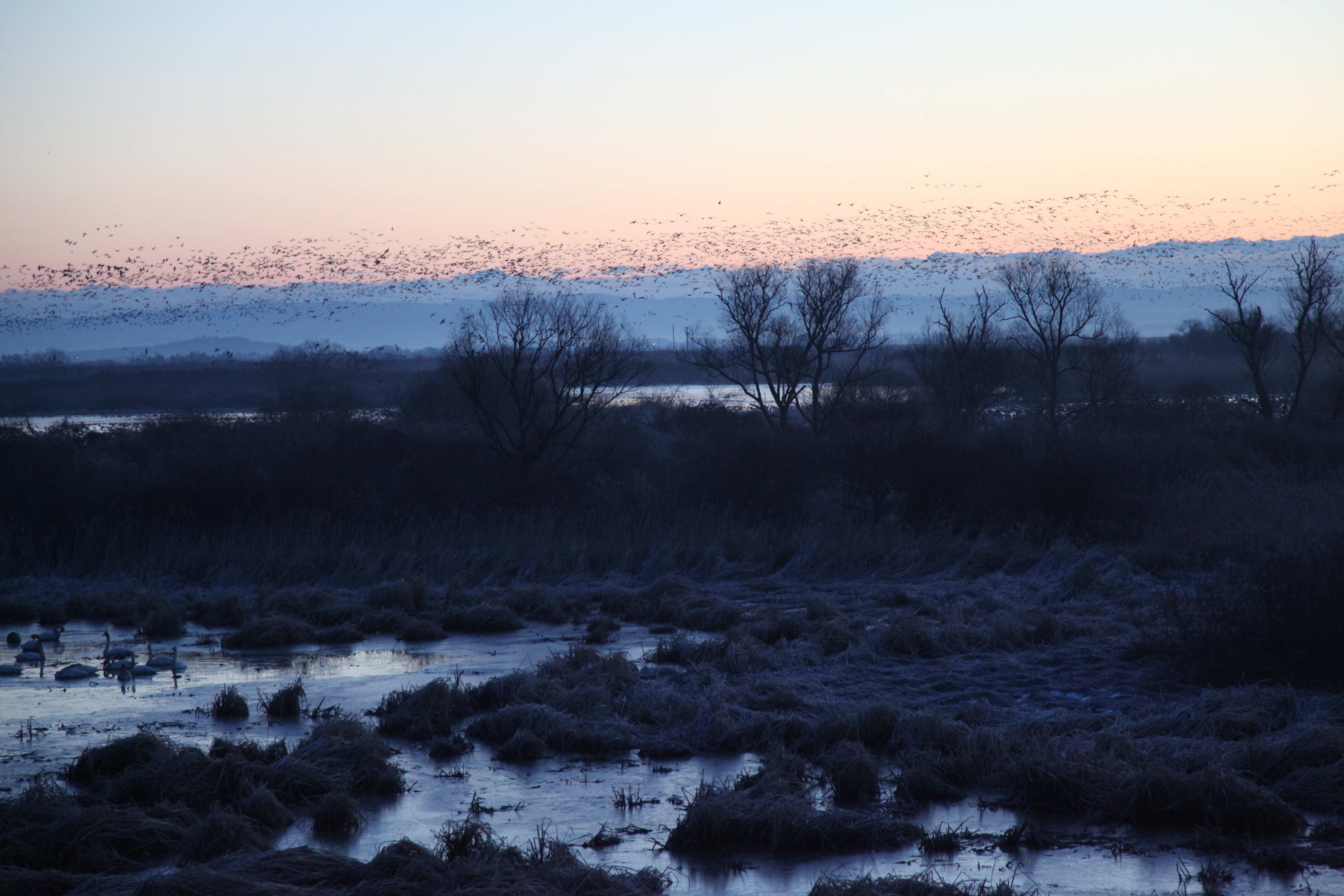 Geese morning flight in mid-December