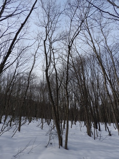 覆われた雪の上に立つ、丸裸の木々と青空