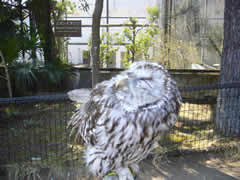 フクロウのフクちゃん