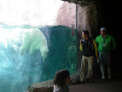 ホッキョクグマの“カイ”です。